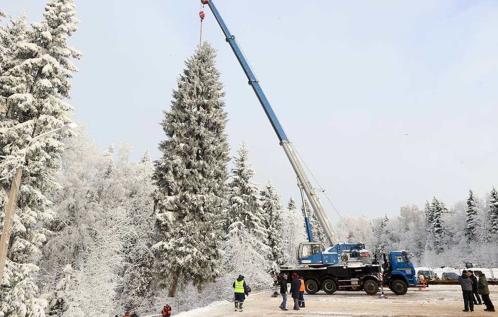 Chuẩn bị đưa cây thông từ rừng về thủ đô. Ảnh: Tass.ru